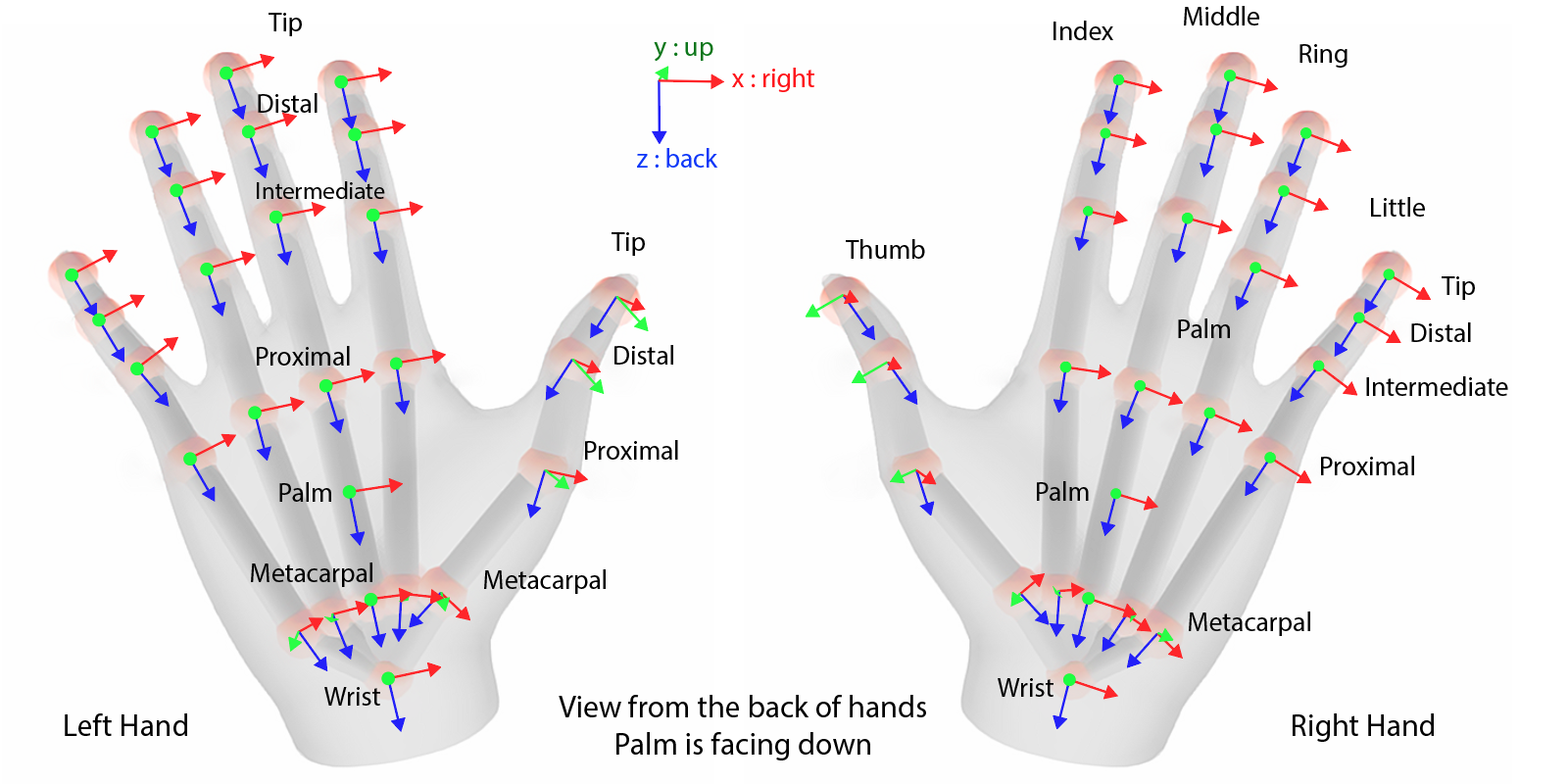 Hand Joints